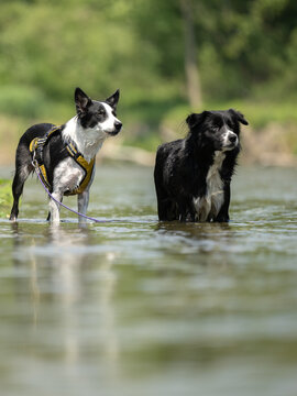 two  funny dogs in the low water in the lake - border collies