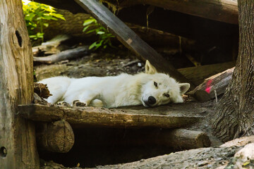 Polarwolf im Halbschlaf auf Holzplattform
