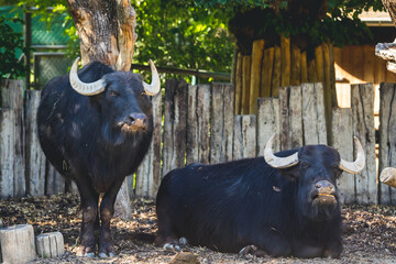 Zwei Hauswasserbüffel, einer stehend, einer liegend