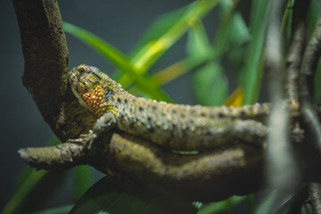 Chinesische Krokodilschwanz-Echse