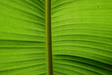 Underneath view of a large Banana Leaf. The leaf in direct sunlight with a leaf midrib an unknown tiniest insect perched