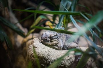 Nashornleguan liegt herum, davor sieht man lange Blätter