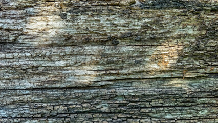 Texture of old wood, old board, log