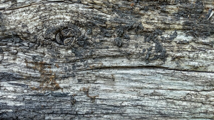 Texture of old wood, old board, log