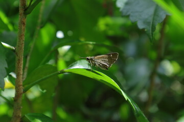 A Ceylon Swift butterfly perched on a Chinese Hibiscus leaf in sunlight