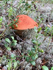 mushroom in the forest