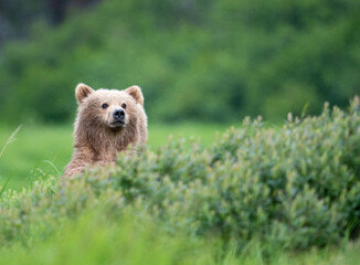 Fototapeta premium Alaskan brown bear cub