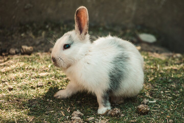 Weiß-grauer Babyhase