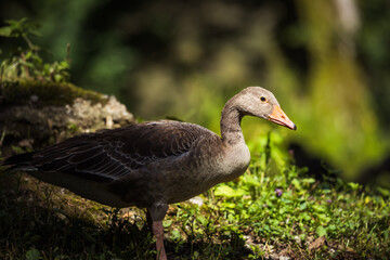 Im Gras stehende Wildgans