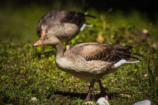 Im Gras gehende Wildgans