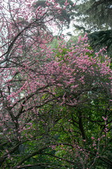 jardin botanico Buenos Aires, Argentina