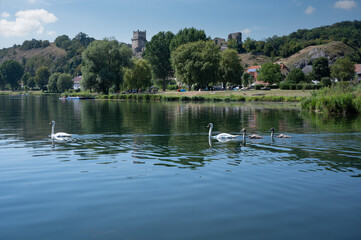 Familie Schwan in einer Reihe am Donausee