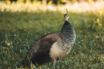 Fototapeta premium Weiblicher Pfau in Gras