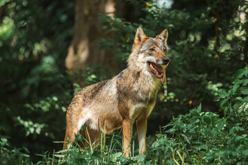 Stehender Wolf mit raushängender Zunge