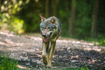 Wolf schlendert mit offenem Mund und herausgestreckter Zunge herum