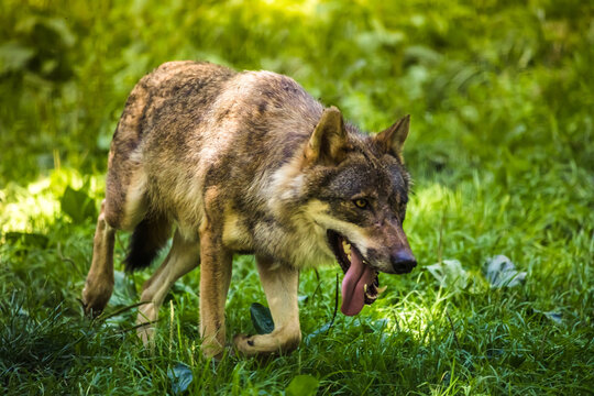 Wolf l&auml;uft mit herausgestreckter Zunge durchs Gras