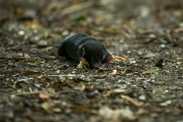 Maulwurf kriecht über Boden