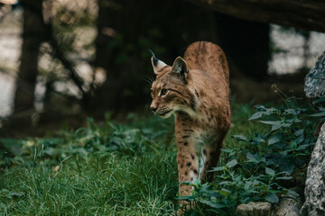 Gehender Luchs © Vanell