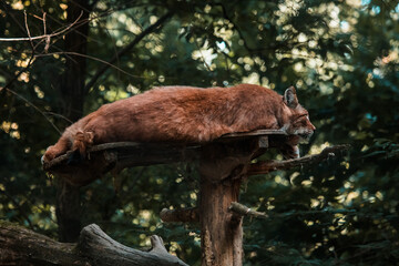 Luchs liegt auf Holzplattform