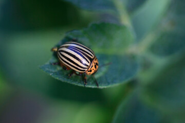 Cute bug sitting on plant