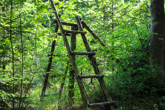 Wooden ladder (stile) in the forest.