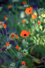 Colorful summer flowers in the garden