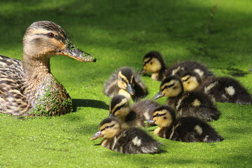 duck and ducklings