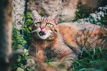 Europäische Wildkatze mit raushängender Zunge