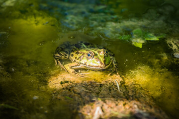 Teichfrosch auf Baumstamm im Wasser