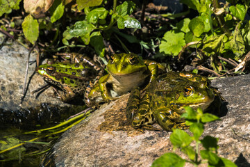Teichfrosch-Gruppe auf Stein außerhalb des Wassers