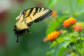 Closeup of Eastern Tiger Swallowtail (Papilo glaucus) butterfly flying over Lantana Flower