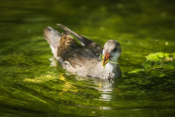Junge Teichralle im Wasser