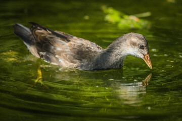 Junge Teichralle im Wasser