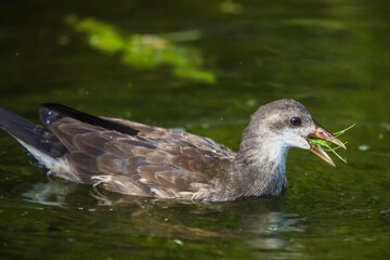 Junge Teichralle im Wasser