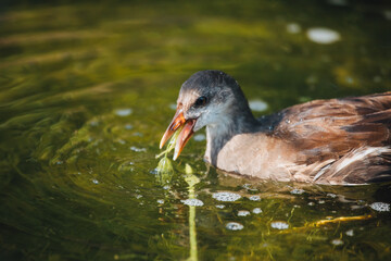 Junge Teichralle im Wasser