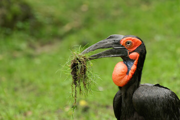 Fototapeta premium Southern ground hornbill with clump of grass in its beak