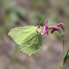 Yellow buckthorn butterfly sits on a flower in a meadow
