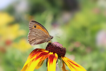 Obraz premium Brown marigold butterfly sits on a flower 