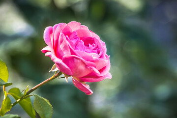 Leuchtend pinke Rose