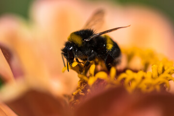 Hummel bei Blütenstaub sammeln