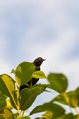 Chinchilín, Greater Antillean Grackle (Quiscalus niger)