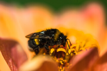 Hummel bei Blütenstaub sammeln