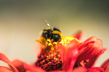 Hummel bei Blütenstaub sammeln