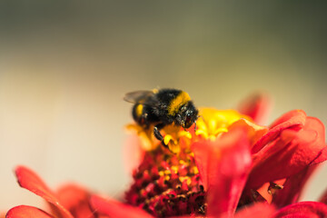 Hummel bei Blütenstaub sammeln