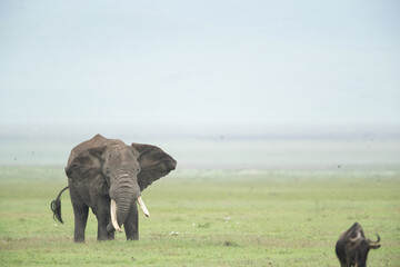 Elephant roaming the plains of Tanzania. 