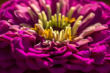 Lila Zinnie in einer Nahaufnahme