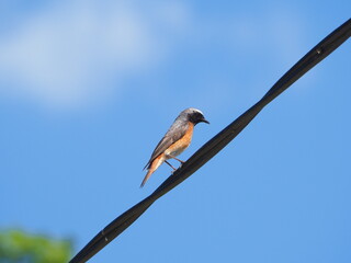 Common redstart on the cable