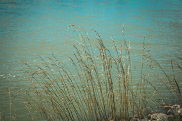 Donauufer in Schönau, Niederösterreich mit vielen Pflanzen vor dem Wasser