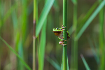 Hyla arborea - Green tree frog on a stalk. The background is green. The photo has a nice bokeh....