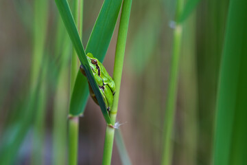 Hyla arborea - Green tree frog on a stalk. The background is green. The photo has a nice bokeh. Wild photo